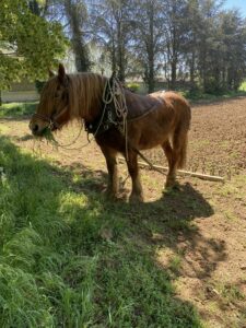 Photo d'un cheval de trait