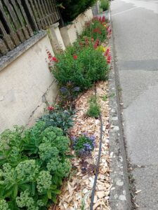 Photo des plantations du fleurissement 2024