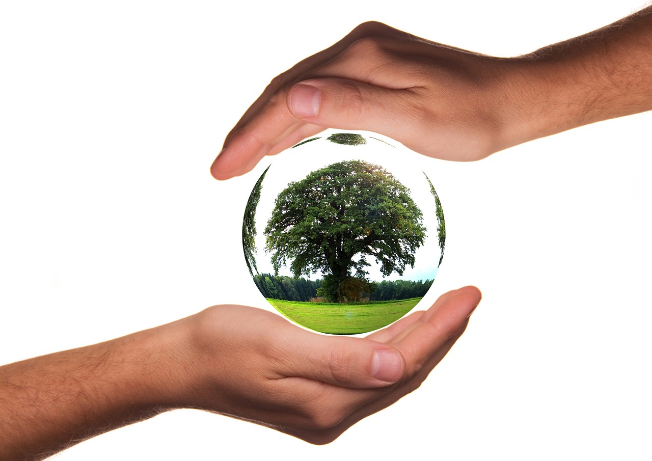 to protect, hands, ecology, protection, tree, life, responsibility, globe, earth, world, globalization, planet, global, environment, conservation, eco, fragile, sensitive, ecology, ecology, responsibility, earth, conservation, conservation, conservation, nature, conservation, conservation, eco, eco, eco