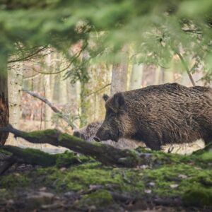animal, mammal, wild boar, pig, nature, species, fauna, wildlife, wild boar, wild boar, wild boar, wild boar, pig, pig, pig, pig, pig