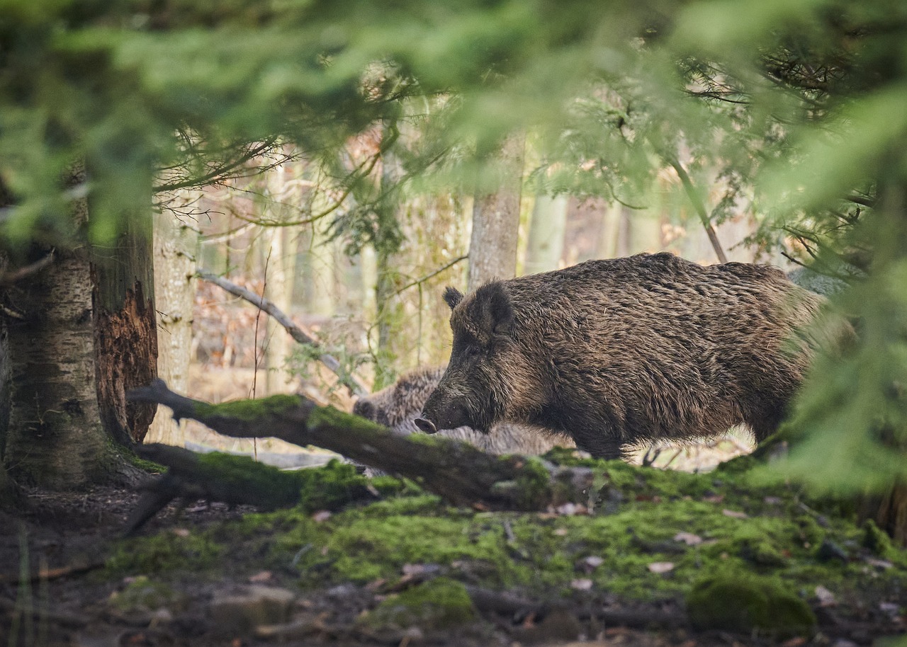 animal, mammal, wild boar, pig, nature, species, fauna, wildlife, wild boar, wild boar, wild boar, wild boar, pig, pig, pig, pig, pig