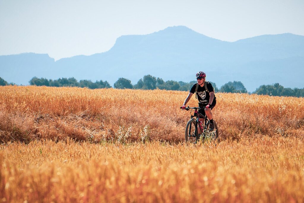 cycling, cyclist, path, wheat field, exercise, sport, effort, health, fit, summer, landscape, cycling, cycling, cycling, nature, cycling, cycling, effort, effort