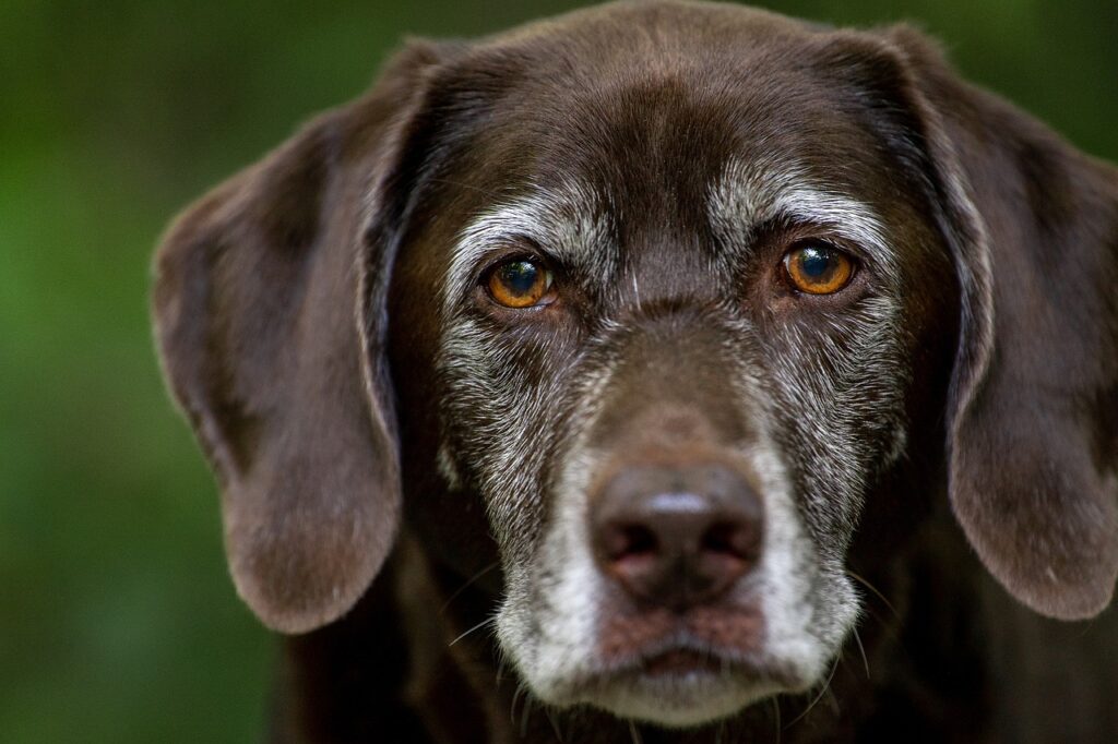 labrador retriever, dog, head, puppy, chocolate labrador, labrador, purebred, pet, animal, domestic dog, canine, nature, mammal, cute, adorable, portrait