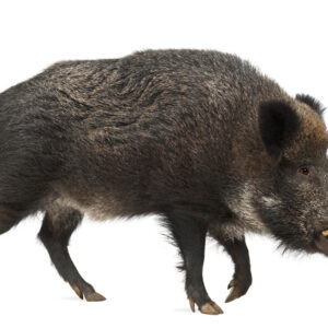 photo de sanglier