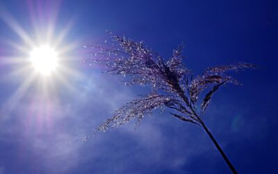Canicule