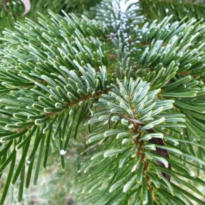 branch, north man fir branch, nordmann fir, fir trees, pine trees, abies nordmanniana, caucasian fir, pine family, conifers