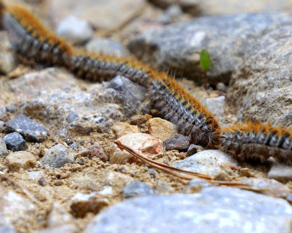 caterpillars, processionary, plague, row, nature, soil, earth, stones, animals, nest, animal world