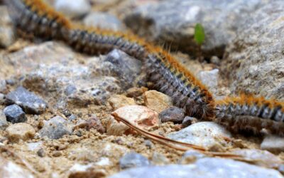 Chenilles processionnaires