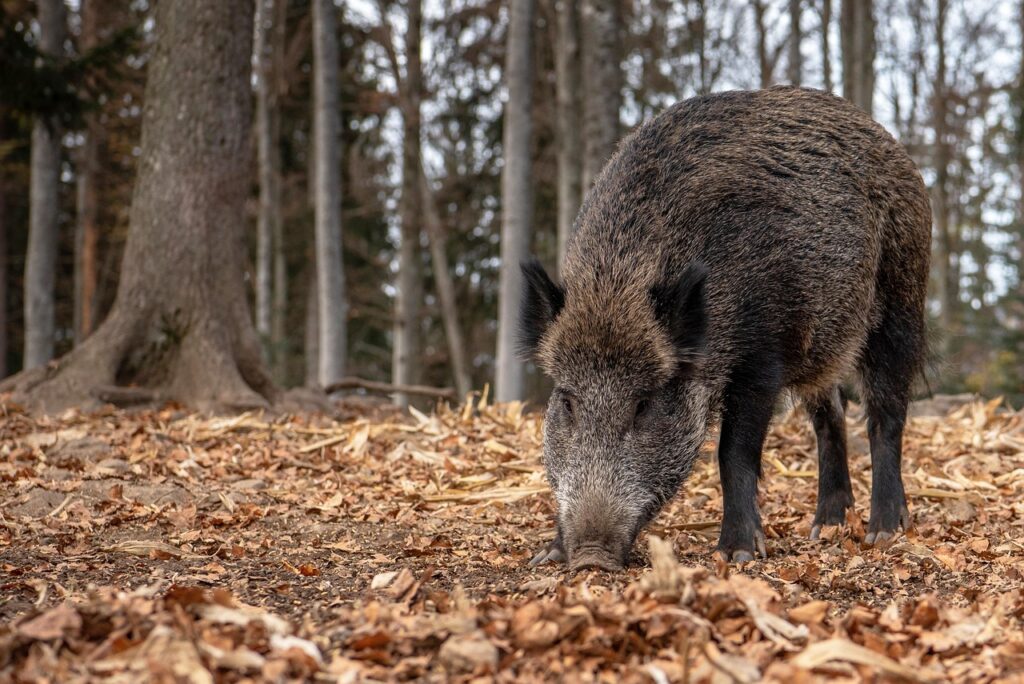 boar, forest, wildlife, animal, nature, fauna, trees, landscape, boar, boar, boar, boar, boar
