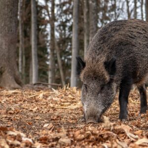 boar, forest, wildlife, animal, nature, fauna, trees, landscape, boar, boar, boar, boar, boar