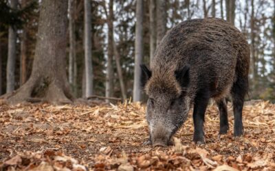 Société de chasse : battues