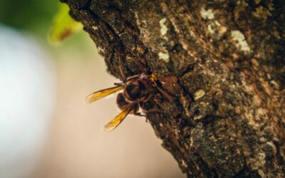 Campagne de piégeage du frelon asiatique