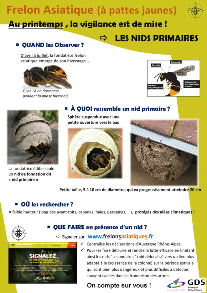 Affiches Frelons asiatiques nids
