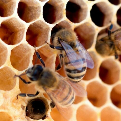 Illustration de ruche Abeille